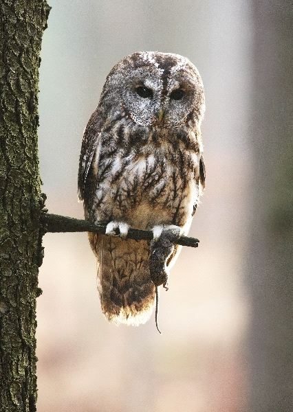 Eurasian Tawny Owl With a Mouse