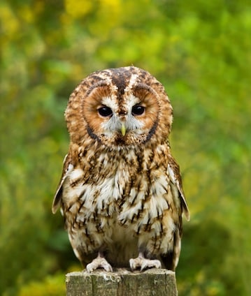 Facts-about-owls