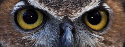 Facts about Owls