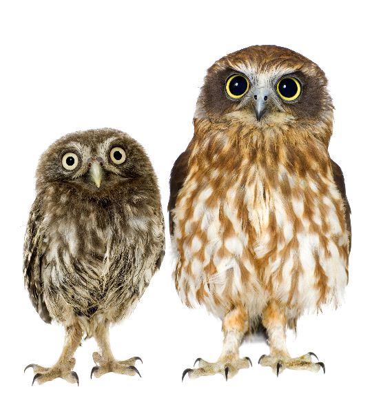 Female Owl And Owlet