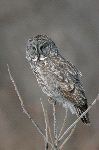 Great Gray Owl On a Branch