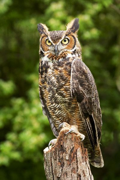 Great Horned Owl Or Tiger Owl