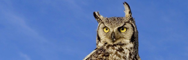 Owl Information