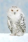 Large Snowy Owl