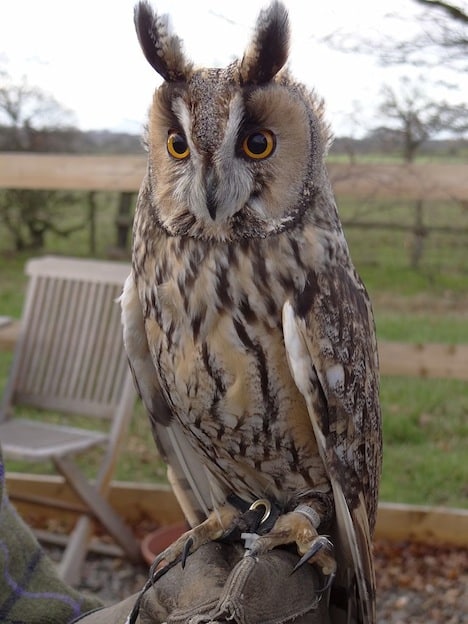 Information about Long-eared Owl