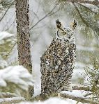 Long Eared Owl In Snowfall
