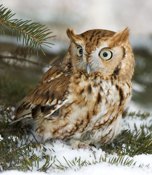 Screech Owl In a Snow Field