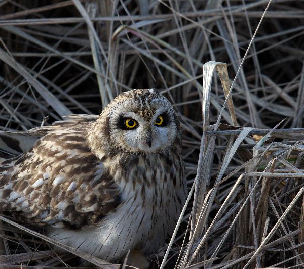 Short Eared Owl Resting On Dry Vegetation