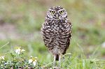 The Long Legged Burrowing Owl