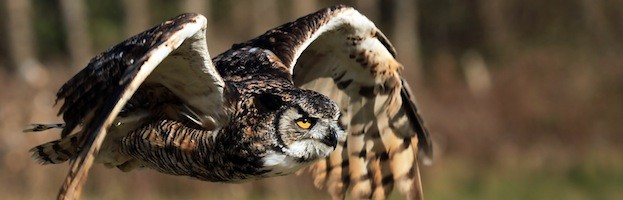 Owl Anatomy