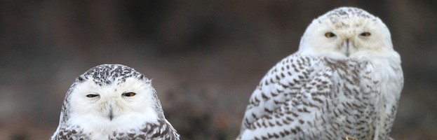 Owl Evolution