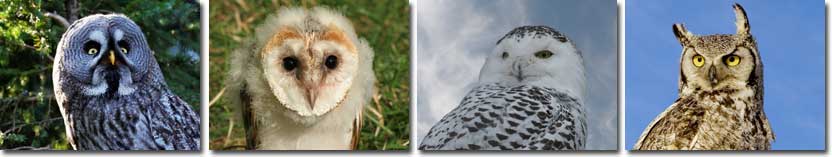 owl-information