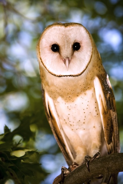 owl types